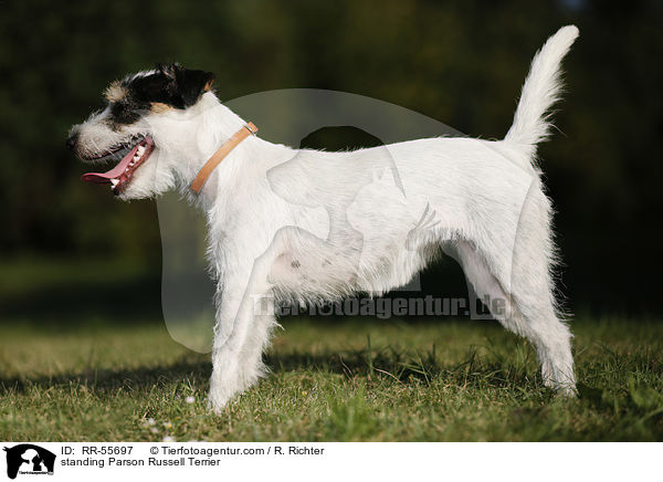 stehender Parson Russell Terrier / standing Parson Russell Terrier / RR-55697