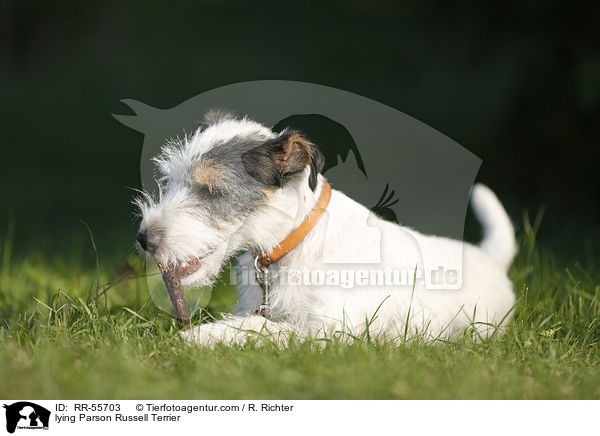 liegender Parson Russell Terrier / lying Parson Russell Terrier / RR-55703
