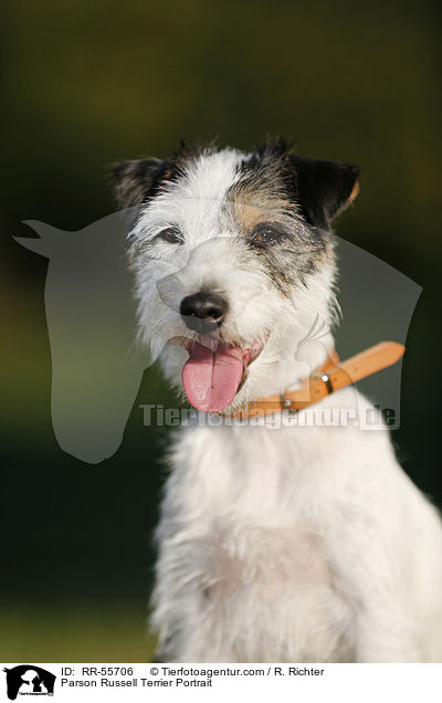 Parson Russell Terrier Portrait / Parson Russell Terrier Portrait / RR-55706