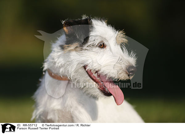 Parson Russell Terrier Portrait / Parson Russell Terrier Portrait / RR-55712