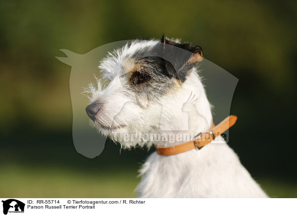 Parson Russell Terrier Portrait / Parson Russell Terrier Portrait / RR-55714