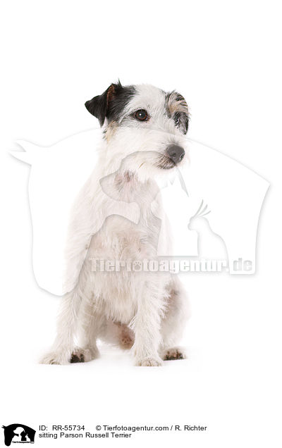 sitzender Parson Russell Terrier / sitting Parson Russell Terrier / RR-55734