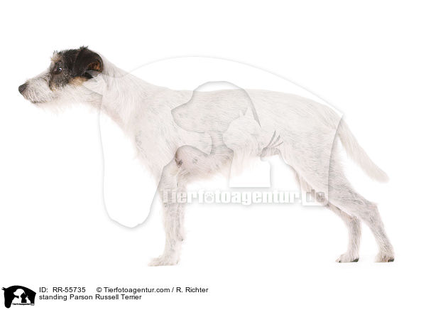 stehender Parson Russell Terrier / standing Parson Russell Terrier / RR-55735