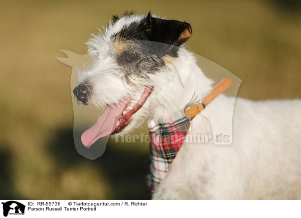 Parson Russell Terrier Portrait / Parson Russell Terrier Portrait / RR-55736