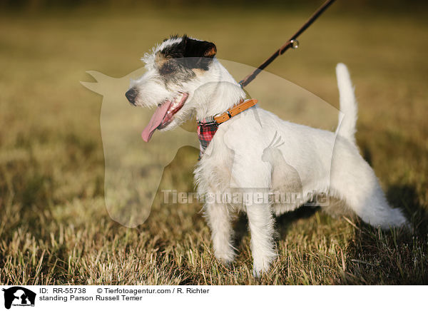stehender Parson Russell Terrier / standing Parson Russell Terrier / RR-55738