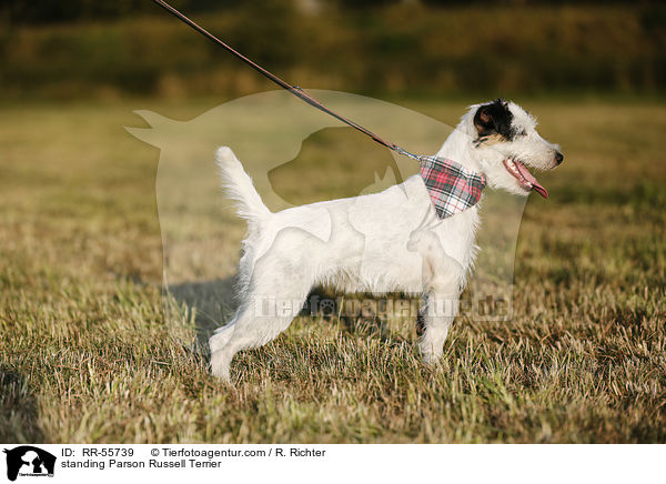 stehender Parson Russell Terrier / standing Parson Russell Terrier / RR-55739