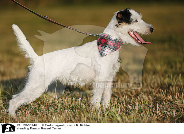 stehender Parson Russell Terrier / standing Parson Russell Terrier / RR-55740
