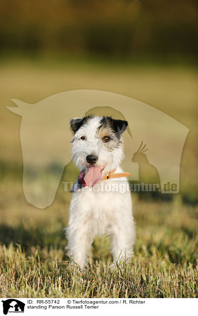 stehender Parson Russell Terrier / standing Parson Russell Terrier / RR-55742