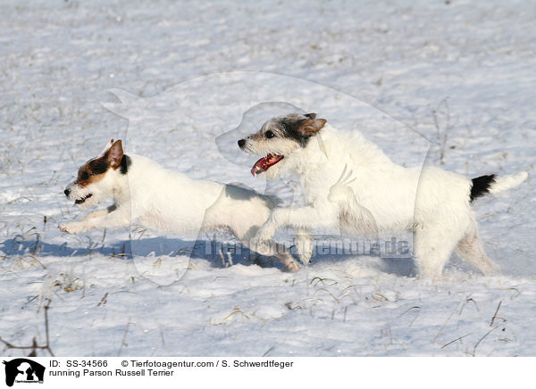 rennende Parson Russell Terrier / running Parson Russell Terrier / SS-34566