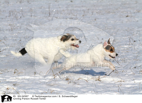 rennende Parson Russell Terrier / running Parson Russell Terrier / SS-34567