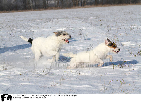 rennende Parson Russell Terrier / running Parson Russell Terrier / SS-34568