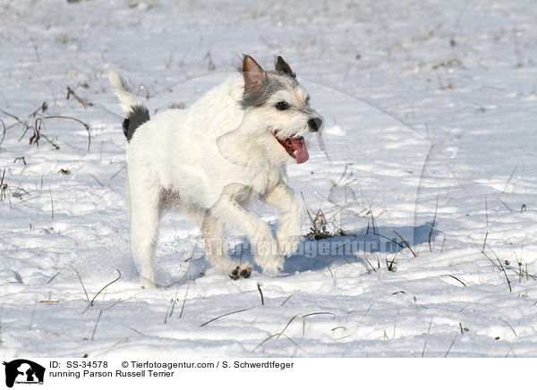 rennender Parson Russell Terrier / running Parson Russell Terrier / SS-34578