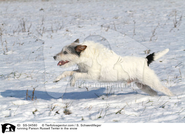 rennender Parson Russell Terrier im Schnee / running Parson Russell Terrier in the snow / SS-34580
