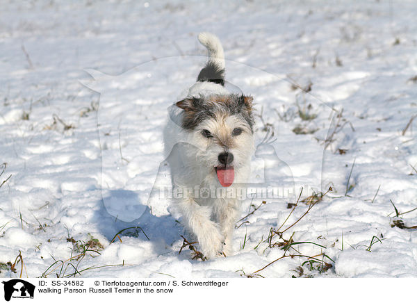 laufender Parson Russell Terrier im Schnee / walking Parson Russell Terrier in the snow / SS-34582