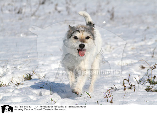 rennender Parson Russell Terrier im Schnee / running Parson Russell Terrier in the snow / SS-34583