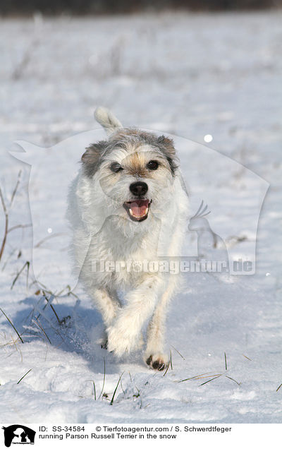 rennender Parson Russell Terrier im Schnee / running Parson Russell Terrier in the snow / SS-34584