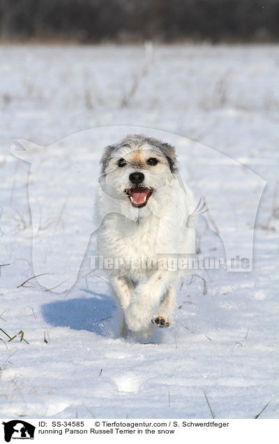 rennender Parson Russell Terrier im Schnee / running Parson Russell Terrier in the snow / SS-34585