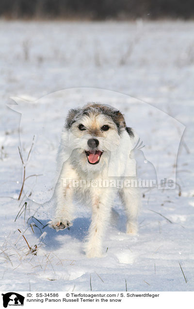 rennender Parson Russell Terrier im Schnee / running Parson Russell Terrier in the snow / SS-34586