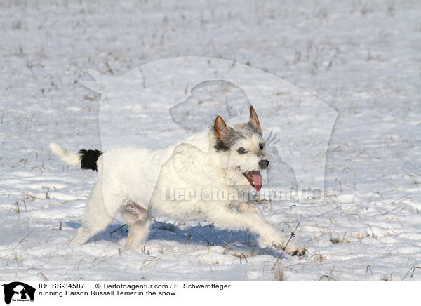 rennender Parson Russell Terrier im Schnee / running Parson Russell Terrier in the snow / SS-34587