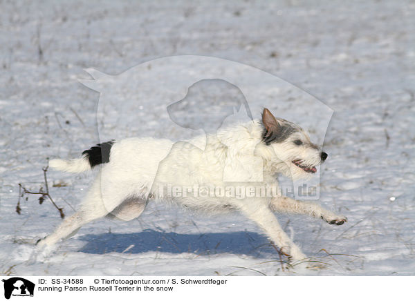 rennender Parson Russell Terrier im Schnee / running Parson Russell Terrier in the snow / SS-34588