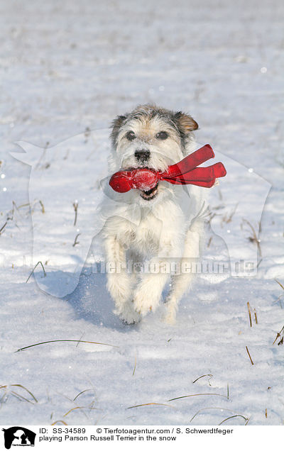 spielender Parson Russell Terrier im Schnee / playing Parson Russell Terrier in the snow / SS-34589