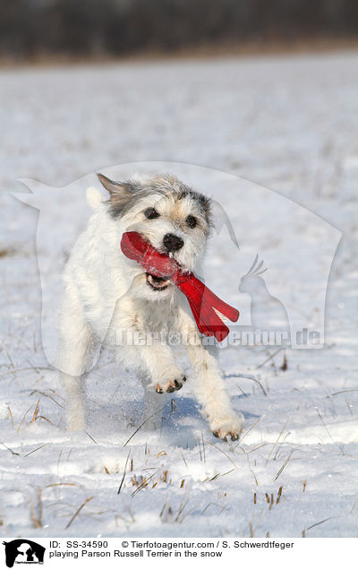 spielender Parson Russell Terrier im Schnee / playing Parson Russell Terrier in the snow / SS-34590