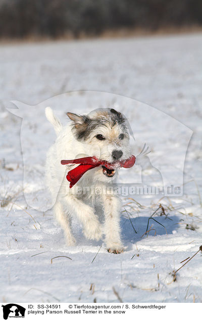 spielender Parson Russell Terrier im Schnee / playing Parson Russell Terrier in the snow / SS-34591