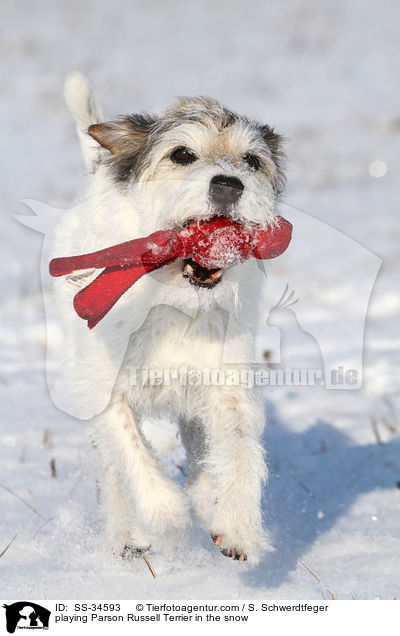 spielender Parson Russell Terrier im Schnee / playing Parson Russell Terrier in the snow / SS-34593