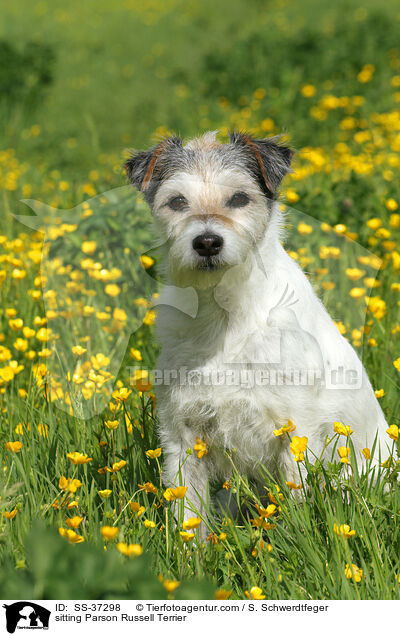 sitzender Parson Russell Terrier / sitting Parson Russell Terrier / SS-37298