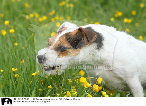 Parson Russell Terrier frisst Gras / Parson Russell Terrier eats grass / SS-37383