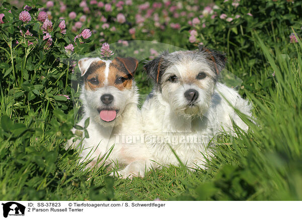 2 Parson Russell Terrier / 2 Parson Russell Terrier / SS-37823