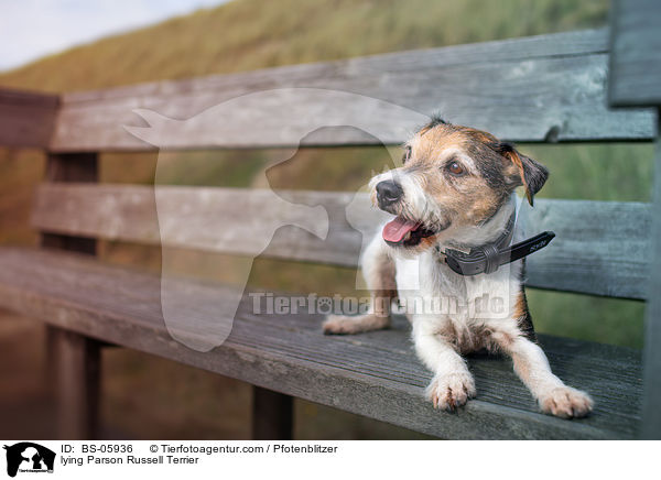 liegender Parson Russell Terrier / lying Parson Russell Terrier / BS-05936