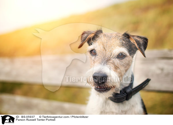 Parson Russell Terrier Portrait / Parson Russell Terrier Portrait / BS-05937