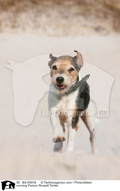 rennender Parson Russell Terrier / running Parson Russell Terrier / BS-05939