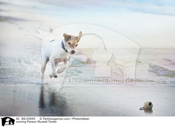 rennender Parson Russell Terrier / running Parson Russell Terrier / BS-05940