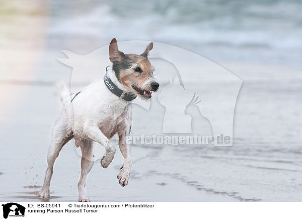 rennender Parson Russell Terrier / running Parson Russell Terrier / BS-05941