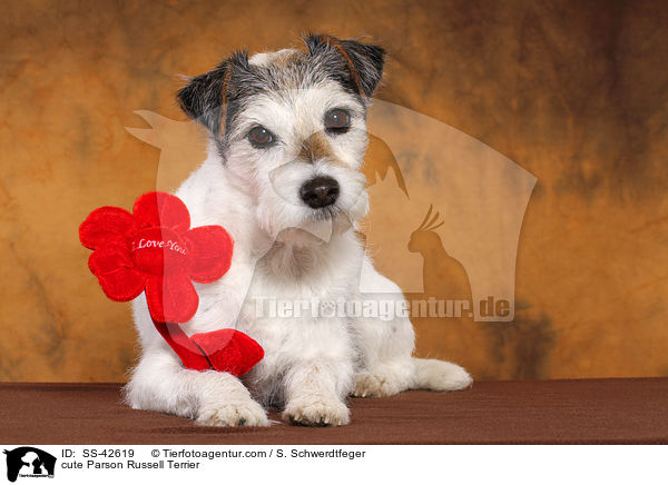 ser Parson Russell Terrier / cute Parson Russell Terrier / SS-42619