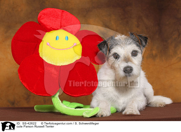 ser Parson Russell Terrier / cute Parson Russell Terrier / SS-42622