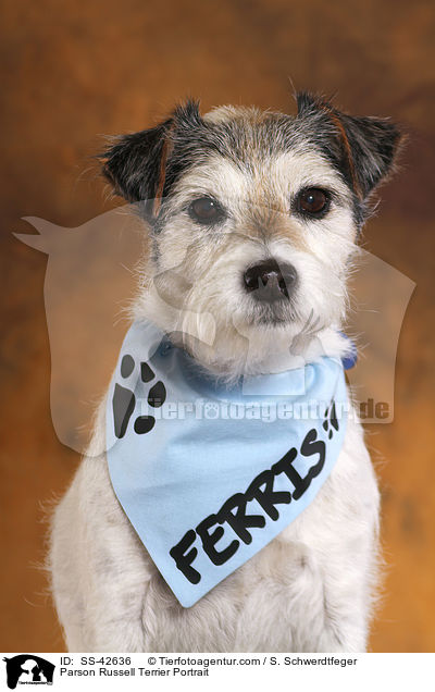 Parson Russell Terrier Portrait / Parson Russell Terrier Portrait / SS-42636
