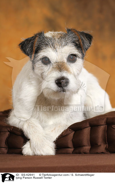 liegender Parson Russell Terrier / lying Parson Russell Terrier / SS-42641