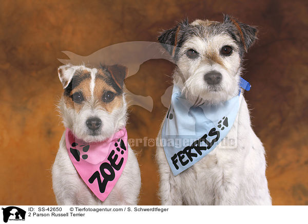 2 Parson Russell Terrier / 2 Parson Russell Terrier / SS-42650