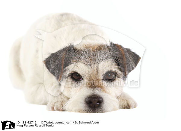 liegender Parson Russell Terrier / lying Parson Russell Terrier / SS-42719