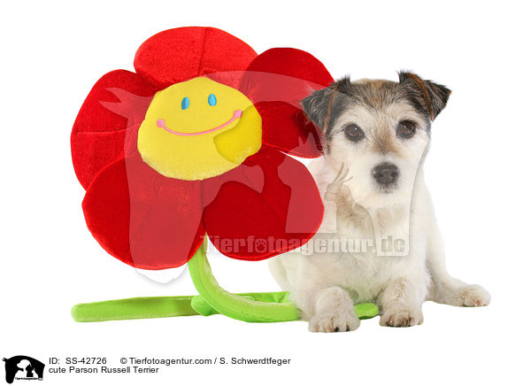 ser Parson Russell Terrier / cute Parson Russell Terrier / SS-42726