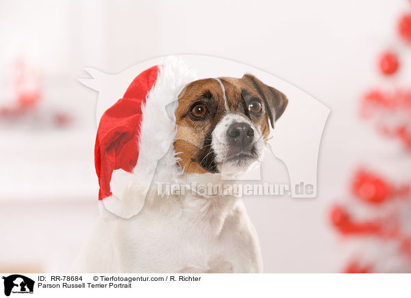 Parson Russell Terrier Portrait / Parson Russell Terrier Portrait / RR-78684