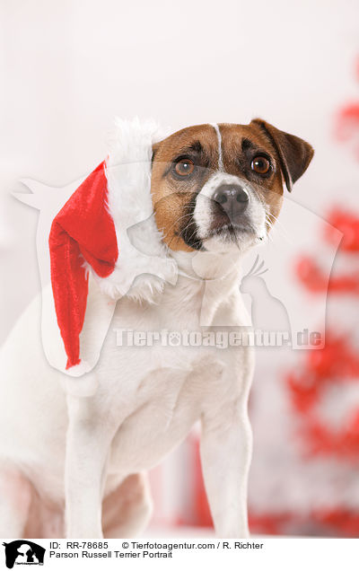 Parson Russell Terrier Portrait / Parson Russell Terrier Portrait / RR-78685