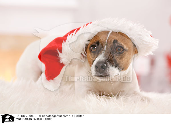 liegender Parson Russell Terrier / lying Parson Russell Terrier / RR-78688