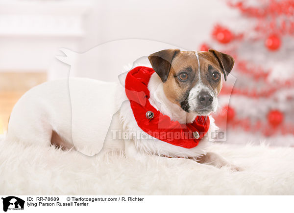 liegender Parson Russell Terrier / lying Parson Russell Terrier / RR-78689