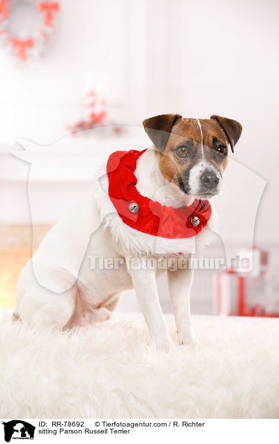 sitzender Parson Russell Terrier / sitting Parson Russell Terrier / RR-78692