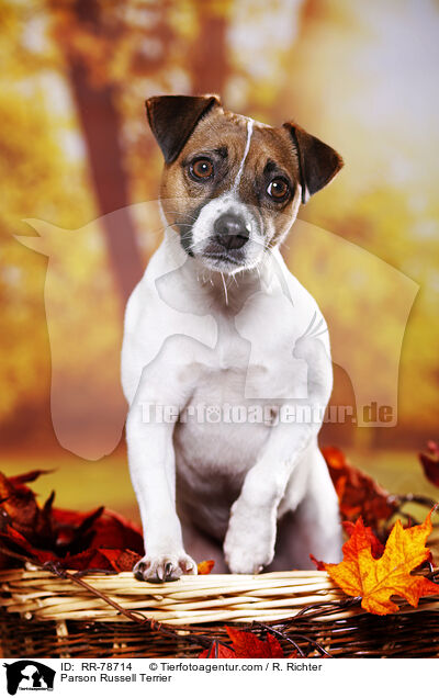 Parson Russell Terrier / Parson Russell Terrier / RR-78714