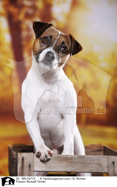 Parson Russell Terrier / Parson Russell Terrier / RR-78715